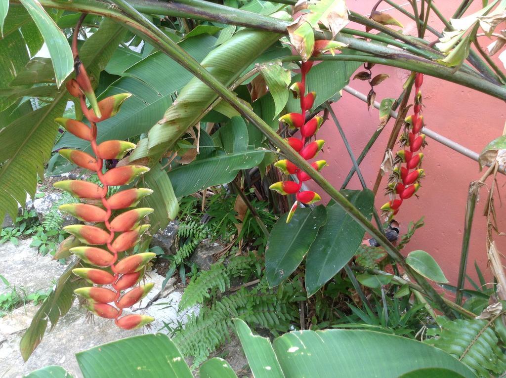 Red Arara Bed and Breakfast Salvador Buitenkant foto